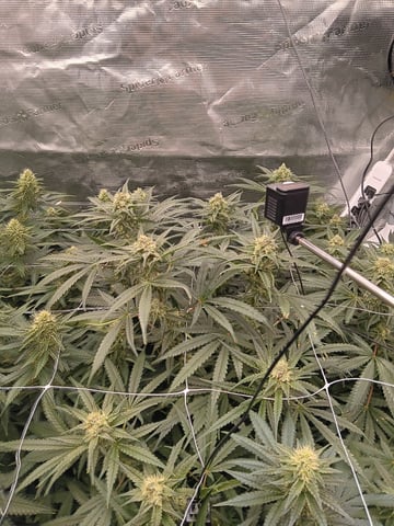 Pineapple express — flower, day 45