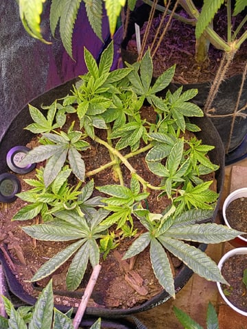 Purple Plum Perfect 💜 & 2 Grape Runtz 🍇 Mainlining garden.  — vegetative, day 127