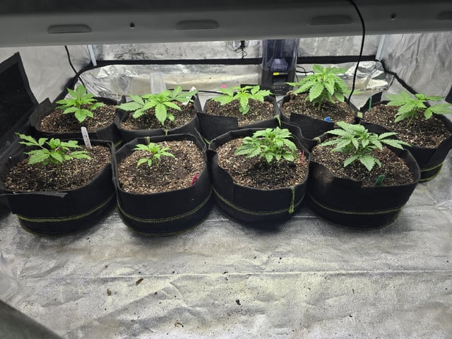 Autos AGAIN — vegetative, day 22