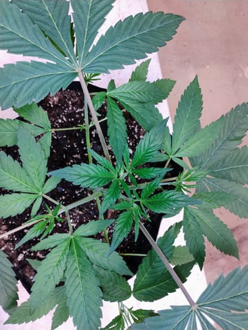 Ten G's — vegetative, day 22