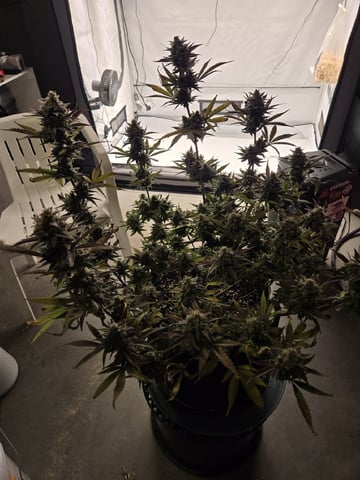 GDP auto 3X5 tent — flower, day 123
