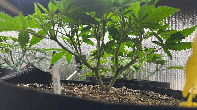 Gelly Mama and Sugar Tree — vegetative, day 66