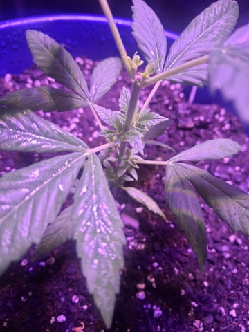 5 Random Seeds in a pot I found in my grinder. — vegetative, day 15