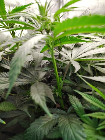 First run with Athena nutrients 3rd grow total — flower, day 54