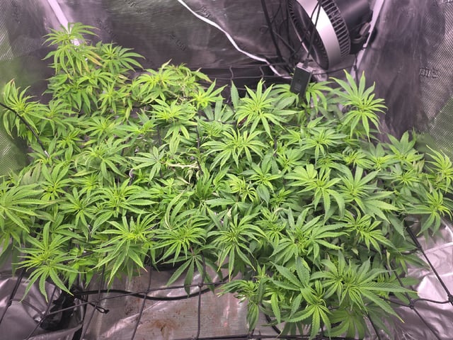 Blue Dream Feminized  — flower, day 101