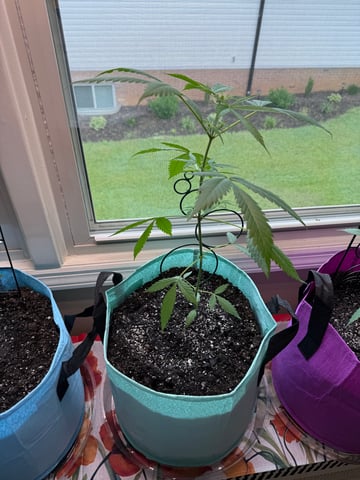 First Run — flower, day 61