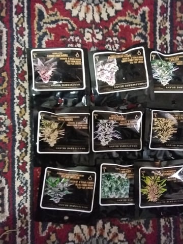 Atlas Seeds — none, day 2