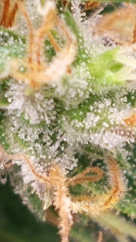 Two mystery buds — flower, day 130