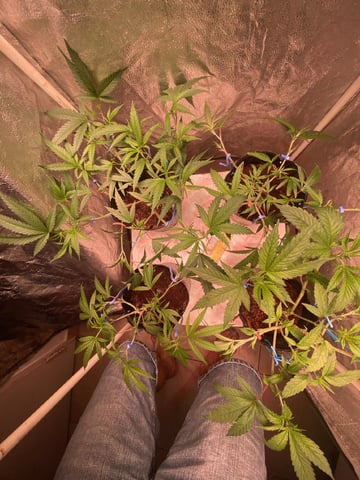 75x60  x 4 Gens — vegetative, day 27