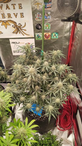 Beans For Days run — flower, day 75