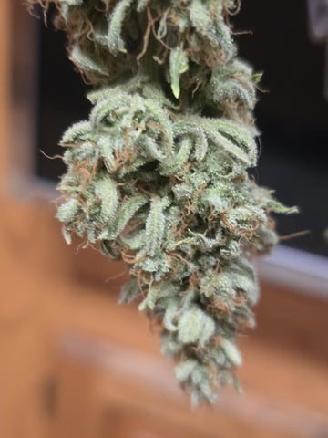 3rd Auto Grow — flower, day 106