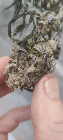 Grape Gasoline — harvest, day 57