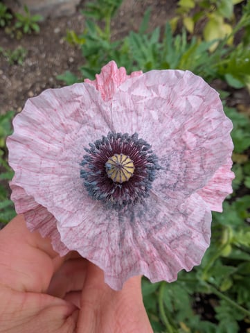 See what grows — vegetative, day 95