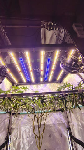 Straight Blasted  — flower, day 1