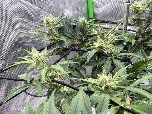 Comet Candy (Auto) 2026- 02 — flower, day 57