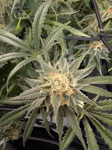 Cinderella 99 -C99 — flower, day 107