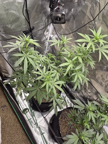 4th Grow — flower, day 80
