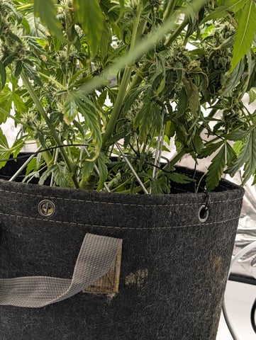 Grow #4 — flower, day 57