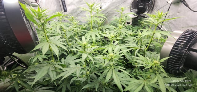 Foundational Legend — flower, day 143