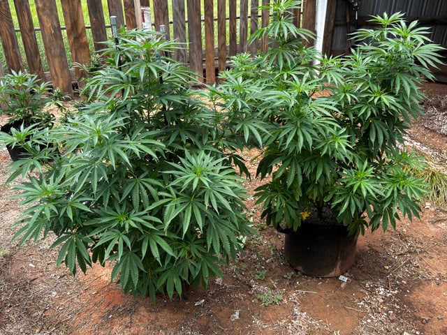 Outdoor Grow — vegetative, day 94