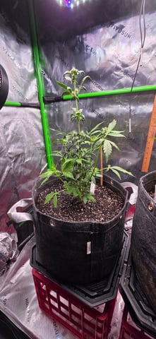 Here We Grow... — flower, day 46