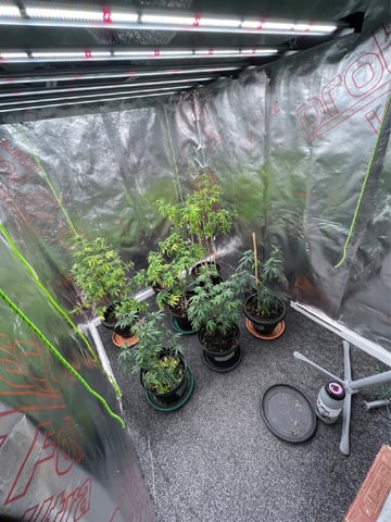 3autos and 2 fem  — flower, day 75