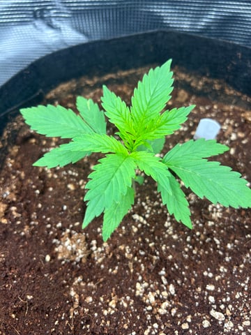 sticking to basics second grow — vegetative, day 9