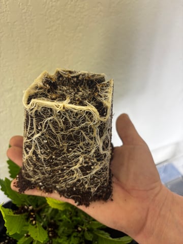 Outdoor Grow — vegetative, day 25