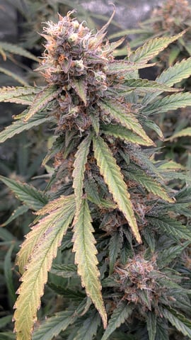 Strawberry Cheesecake Seedsman Seeds Autoflowers x2 — flower, day 98