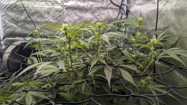 Grow 1 — vegetative, day 44