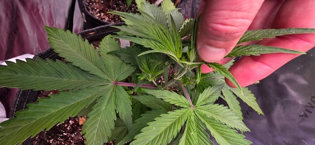 Here We Grow... — flower, day 47