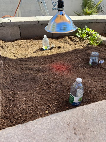 3 seeds  — seedling_rooting, day 4