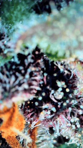 Grow #4 — flower, day 76