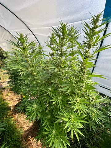 BlackBerry Moonrocks  — flower, day 34