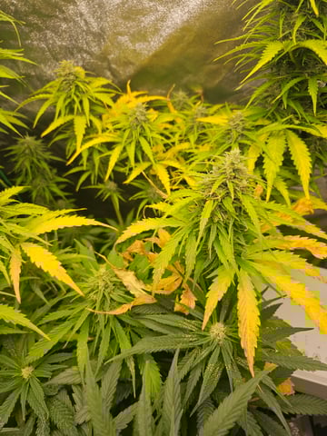 Cheshablue  — flower, day 44