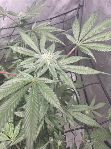 Technically 3rd grow (1st documented) — flower, day 167