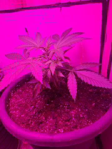 Banana  — vegetative, day 32