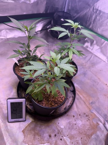 Green Gelato — vegetative, day 1