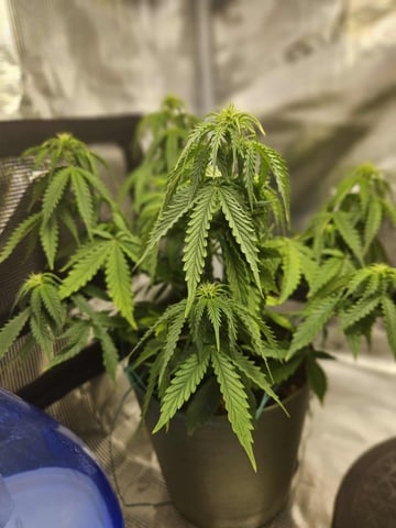 3 bears auto flower  — flower, day 34