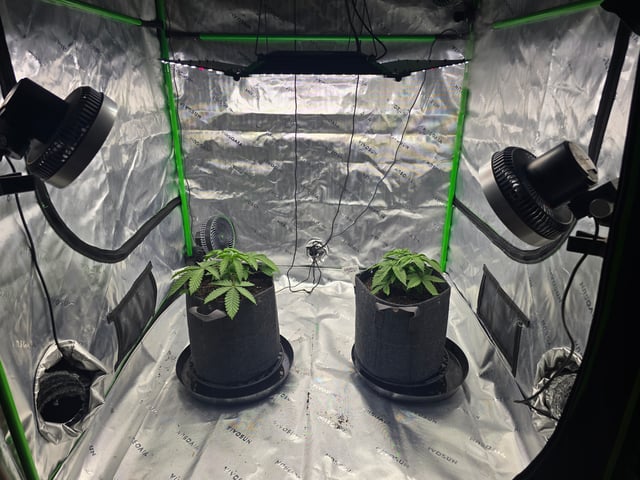 2nd grow round 2 — vegetative, day 23