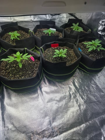 2nd Autoflower Indoor Grow — vegetative, day 16
