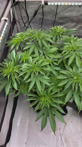 ethos genetics  — vegetative, day 53