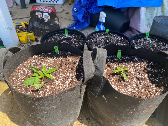 Auto Grow #1 2026 — seedling_rooting, day 14
