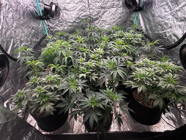 PKB remix/PotG — vegetative, day 60