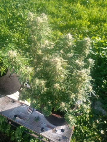  auto mixed pack indoor attempt #1 — flower, day 71