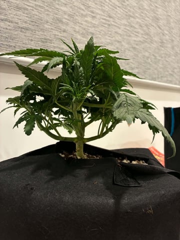 Banana Purple Punch Auto — flower, day 28