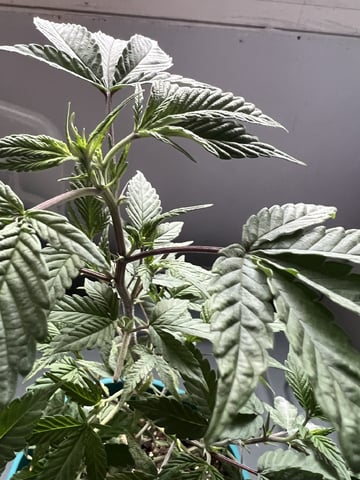 White Widow Auto — flower, day 71
