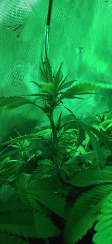 Ace Killer OG — flower, day 39