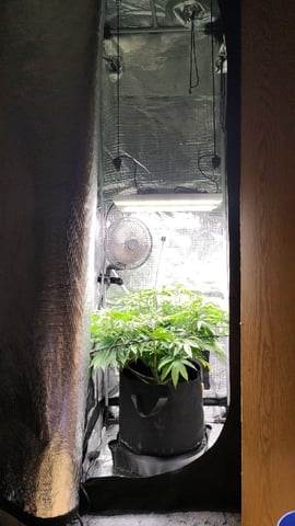 winter grow — vegetative, day 85