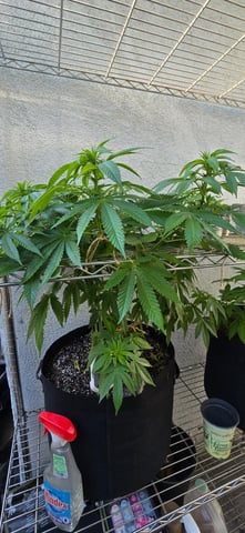 Mystery Weed Plant — vegetative, day 99
